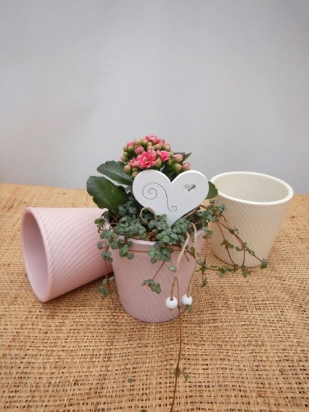 OFFRE ST-VALENTIN 07