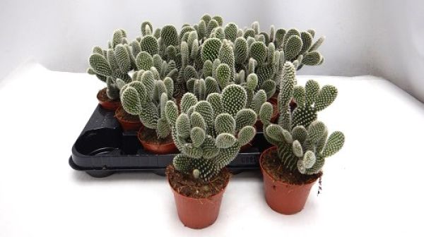OPUNTIA MICRODASYS ALBATA