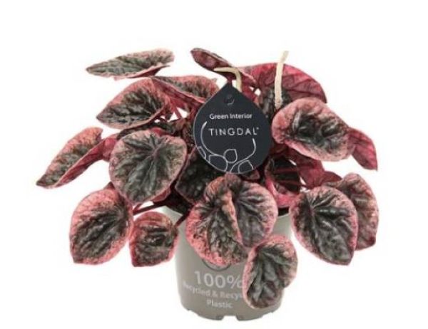 PEPEROMIA CAPERATA ABRICOS