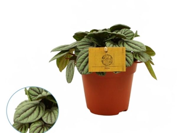 PEPEROMIA MISTIQUE