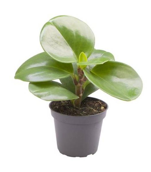 PEPEROMIA OBTUSIF. GREEN