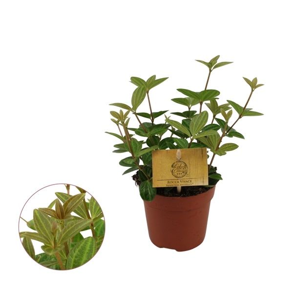 PEPEROMIA ROCCA VIVACE