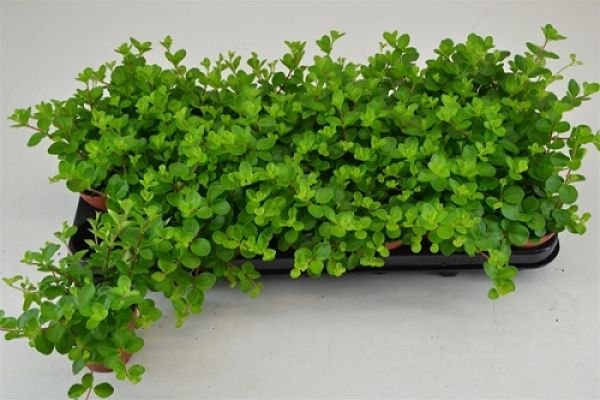 PEPEROMIA ROTUNDIFLIA