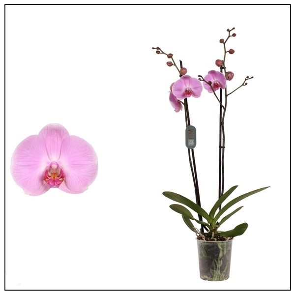 PHALAENOPSIS 2T ELION
