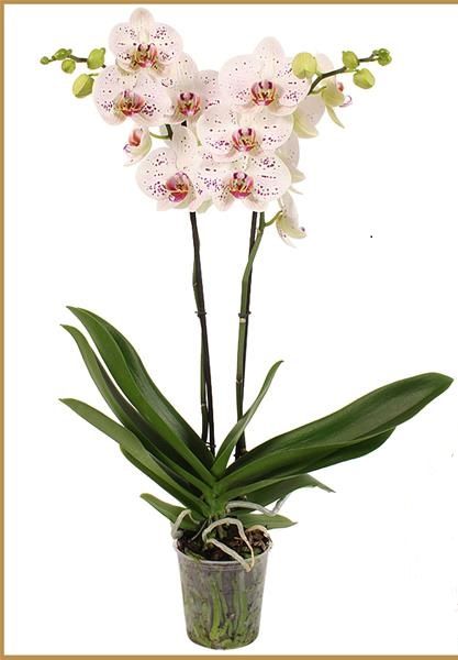 PHALAENOPSIS 2T GOYA