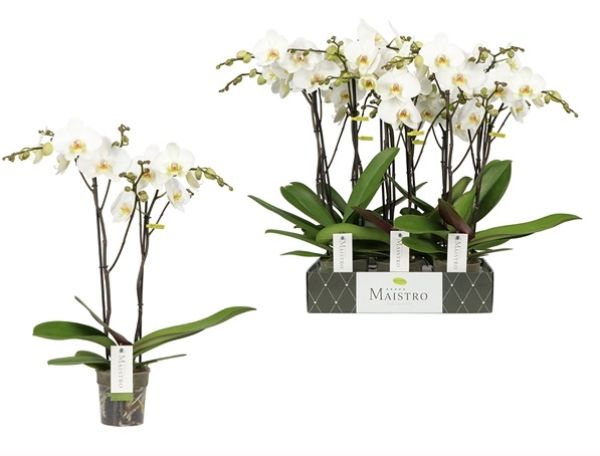 PHALAENOPSIS 2T MAISTRO MOZART
