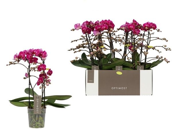 PHALAENOPSIS 2T MULTIFL. MORELIA