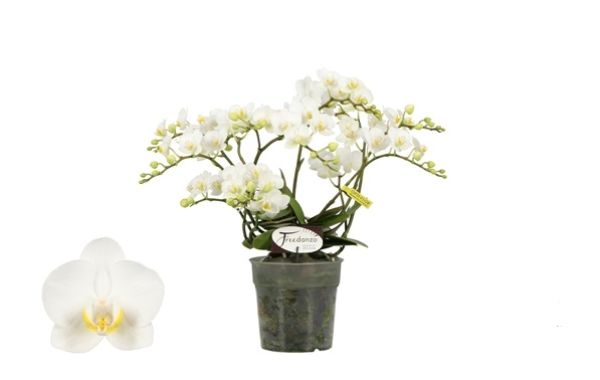 PHALAENOPSIS FREEDANZO DOVE