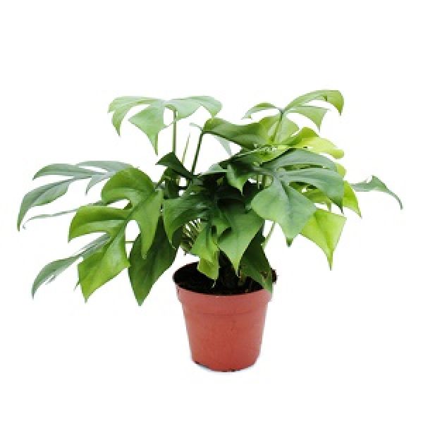 PHILODENDRON MINIMA