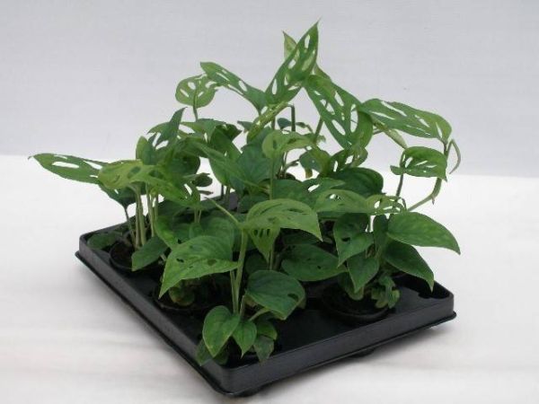 PHILODENDRON OBLICA MONKEY