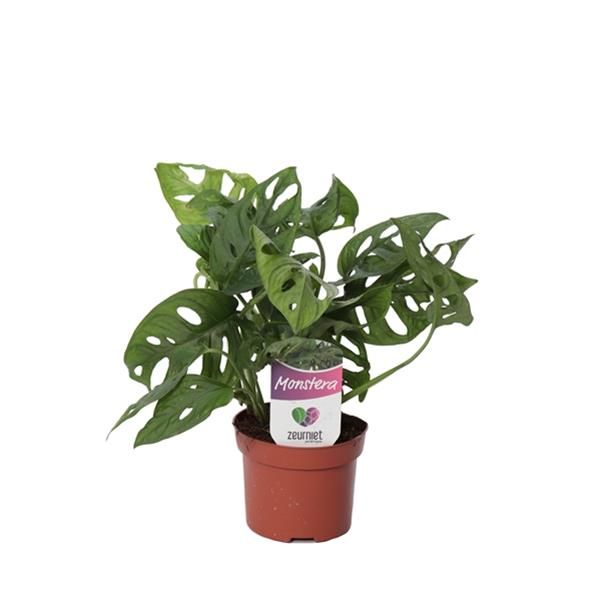 PHILODENDRON OBLICA MONKEY