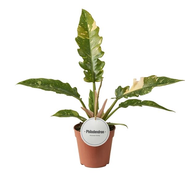 PHILODENDRON RING OF FIRE -S