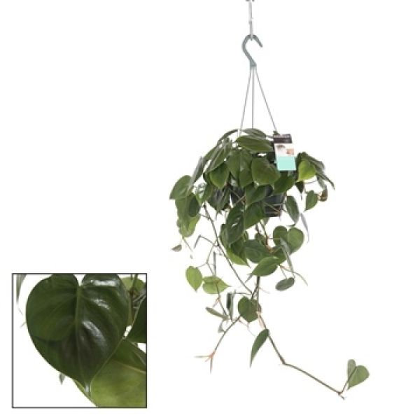 PHILODENDRON SCANDENS
