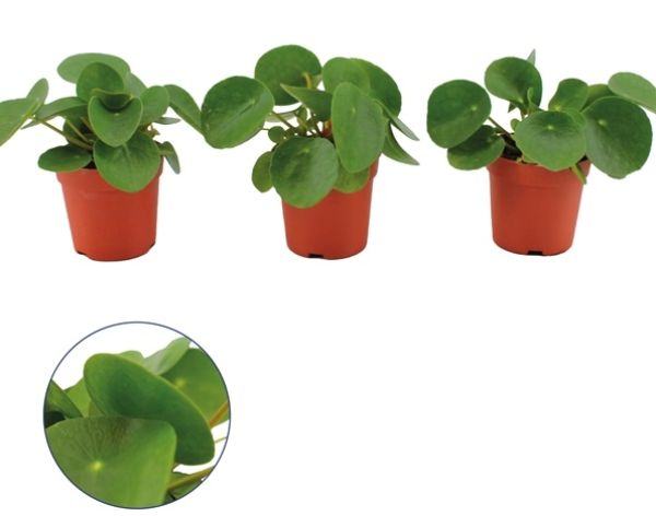 PILEA PEPEROMIODES