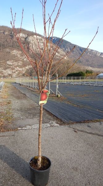 PRUNUS PERSICA NECTARINA