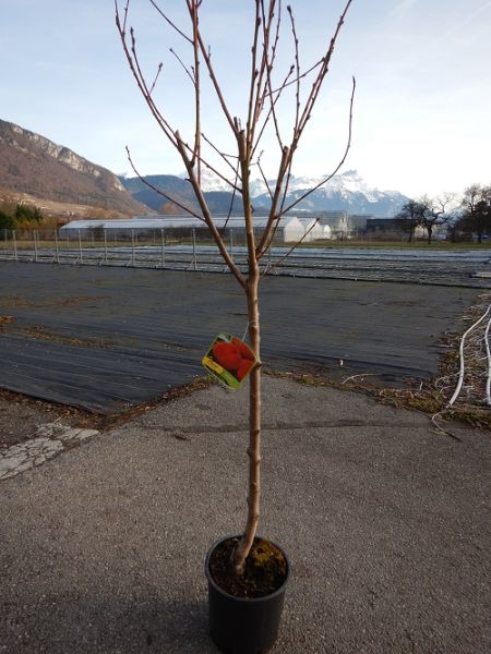 PRUNUS PERSICA  PECHE