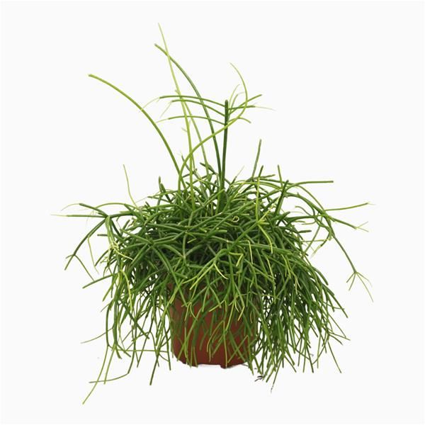 RHIPSALIS BACCIFERA OASIS