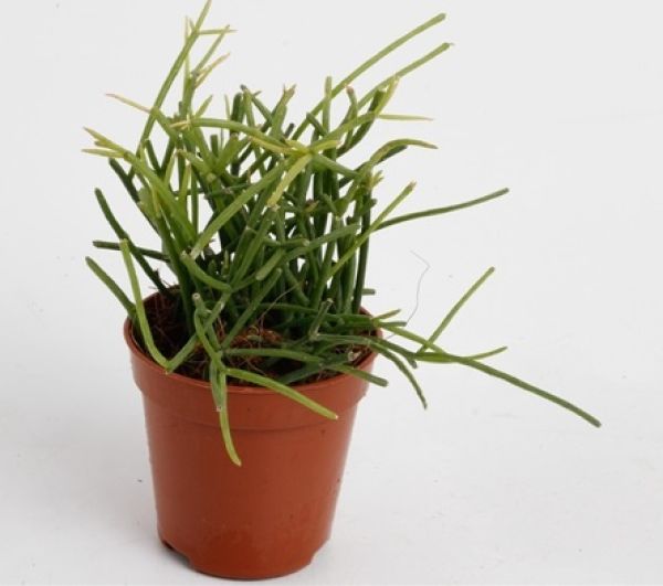 RHIPSALIS BACCIFERA OASIS