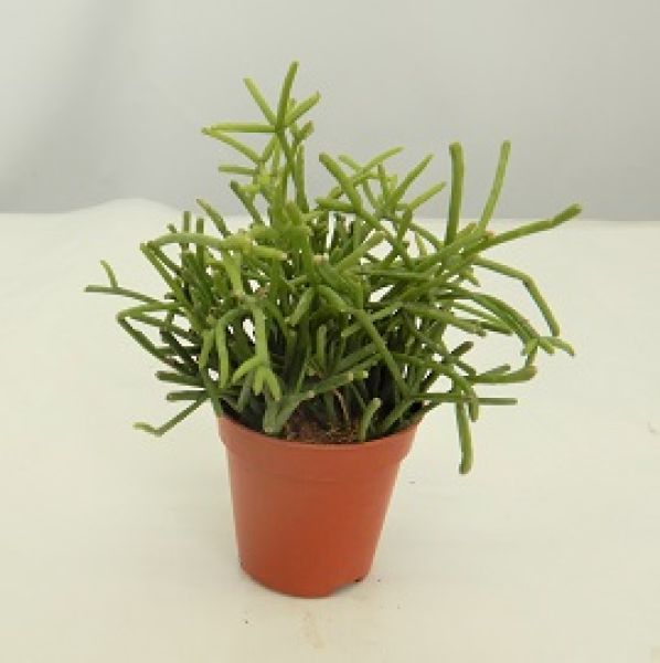 RHIPSALIS CASSUTTA OASIS