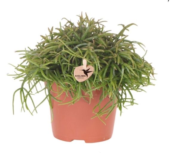RHIPSALIS CASSUTTA OASIS