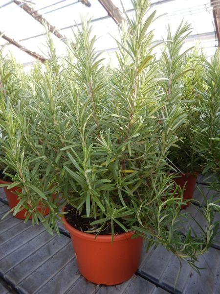 ROSMARINUS OFFICINALIS