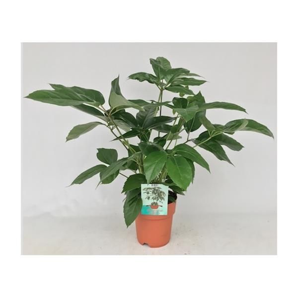 SCHEFFLERA ACTINOPHYLLA