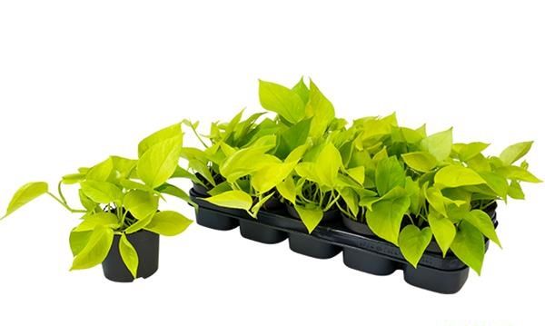 SCINDAPSUS PINNAT. GOLDEN POTHOS