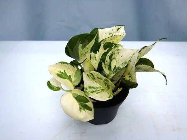 SCINDAPSUS PINNAT. HAPPY LEAF