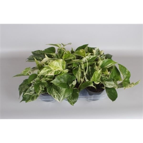 SCINDAPSUS PINNAT.  MARBLE QUEEN