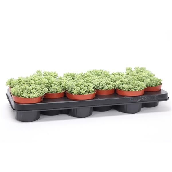 SEDUM BURRITO