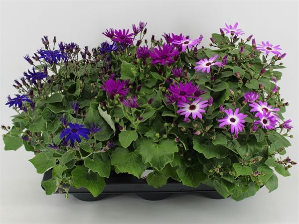SENECIO SENETTI