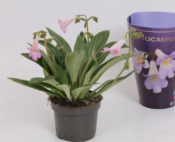 STREPTOCARPUS LITTLE LINA -S