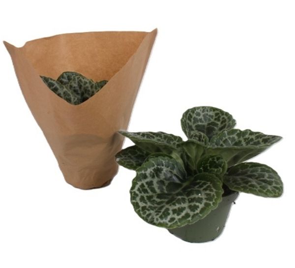 STREPTOCARPUS PRETTY TURTLE -S