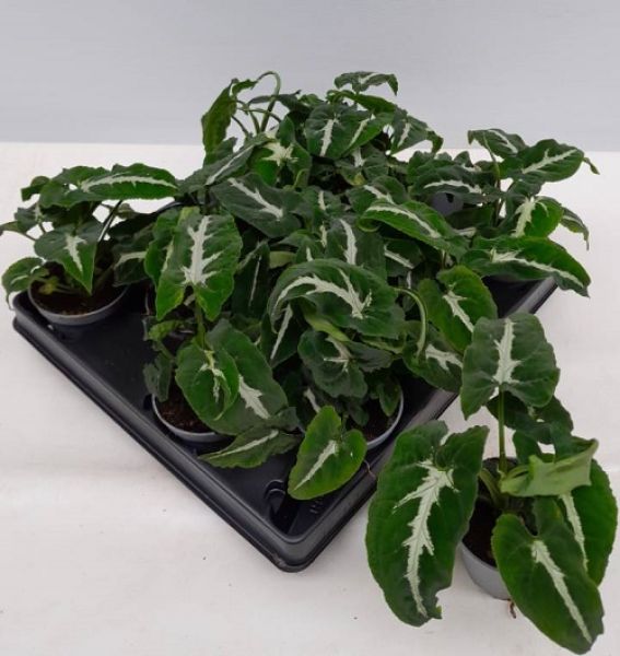 SYNGONIUM PODOPHYLLUM