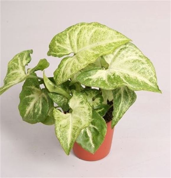 SYNGONIUM WHITE BUTTERFLY