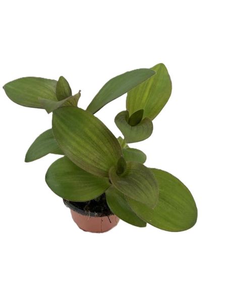 TRADESCANTIA PALLIDA -S