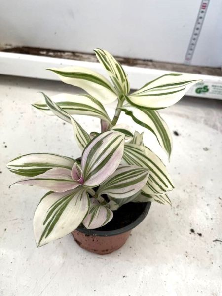 TRADESCANTIA SSP UNICORN -S