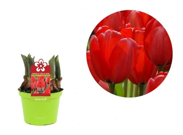TULIPA RED FLAIR