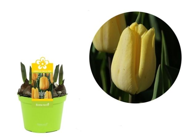 TULIPA SUNNY FLAIR