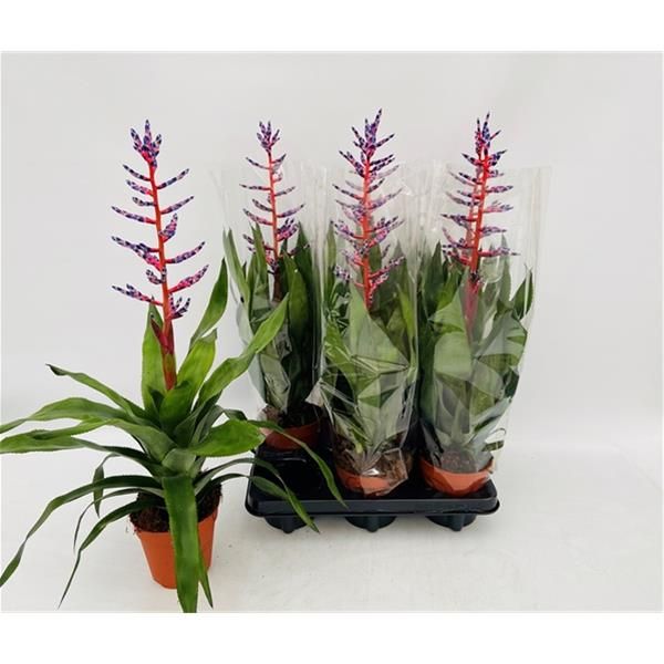 AECHMEA BLUE RAIN
