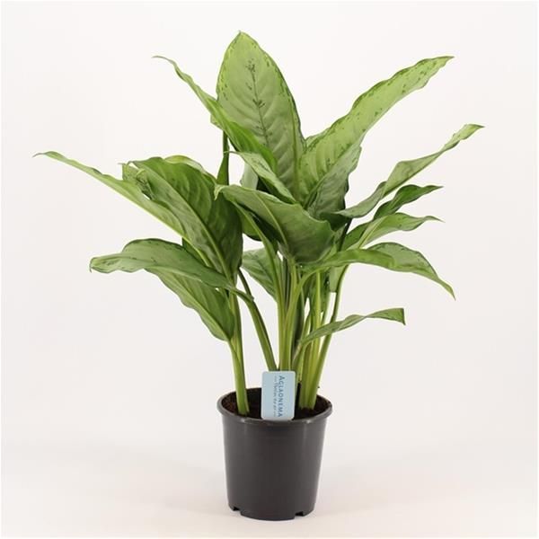 AGLAONEMA GREENLIGHT