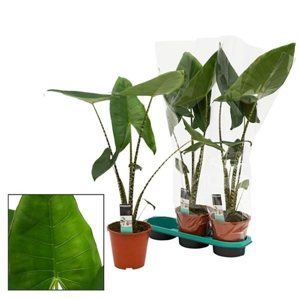 ALOCASIA ZEBRINA