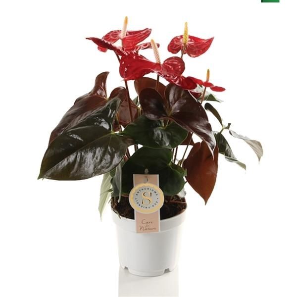 ANTHURIUM CORAL CHAMPION