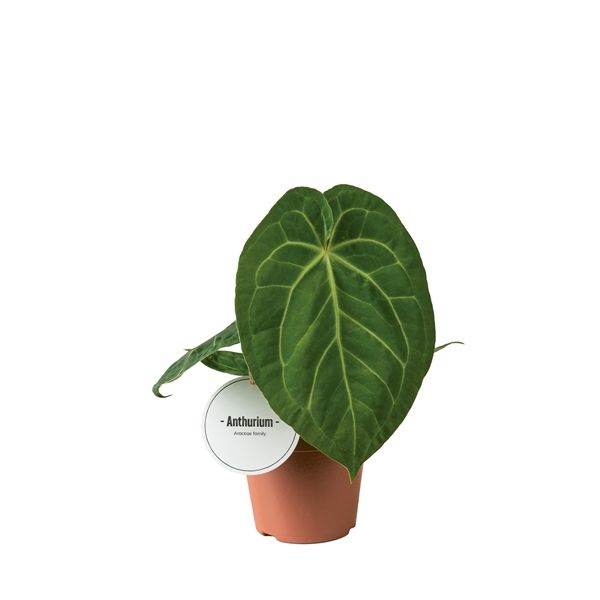 ANTHURIUM MAGNIFICUM-S