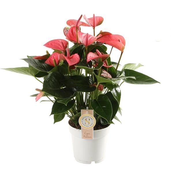 ANTHURIUM PINK CHAMPION