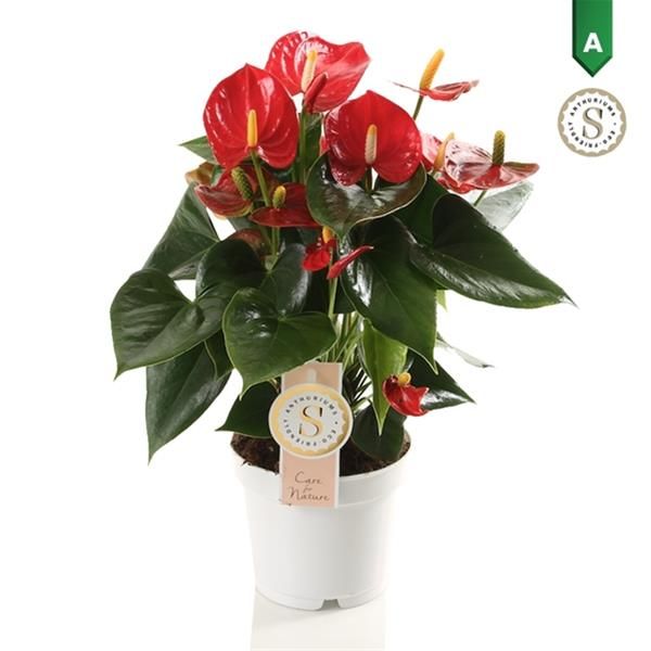 ANTHURIUM ROYAL RED CHAMPION