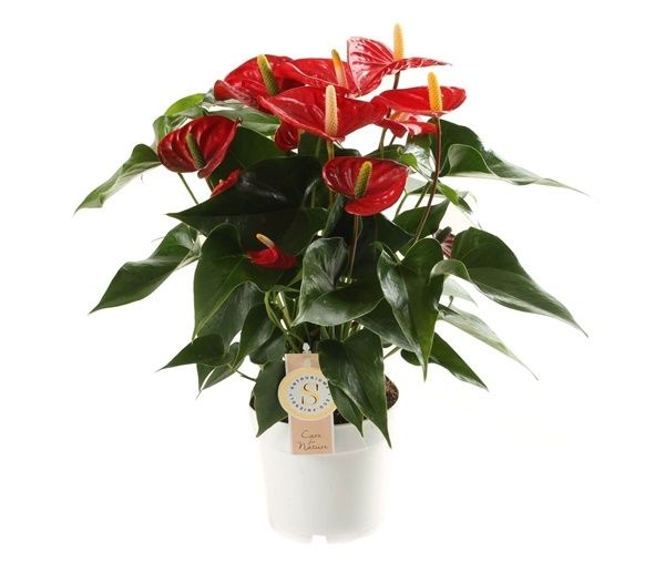 ANTHURIUM ROYAL RED CHAMPION