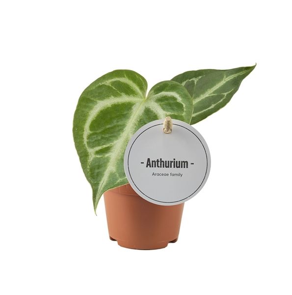 ANTHURIUM SILVER BLUSH - S