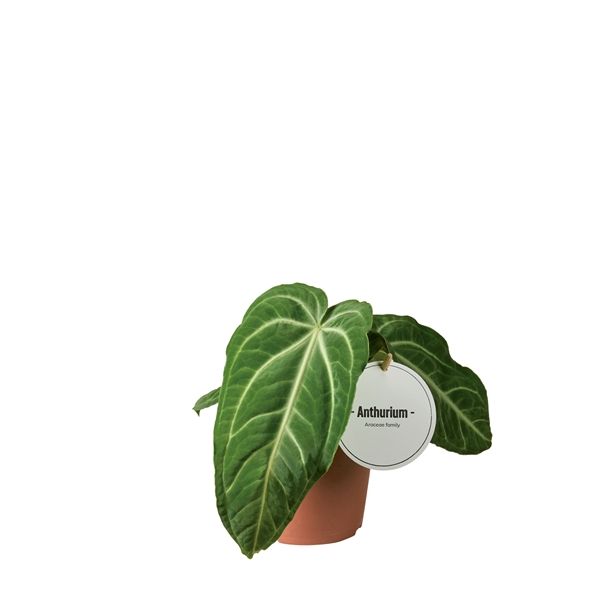 ANTHURIUM VILLENAORUM - S