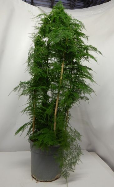 ASPARAGUS SETACEUS PYRAMIDE